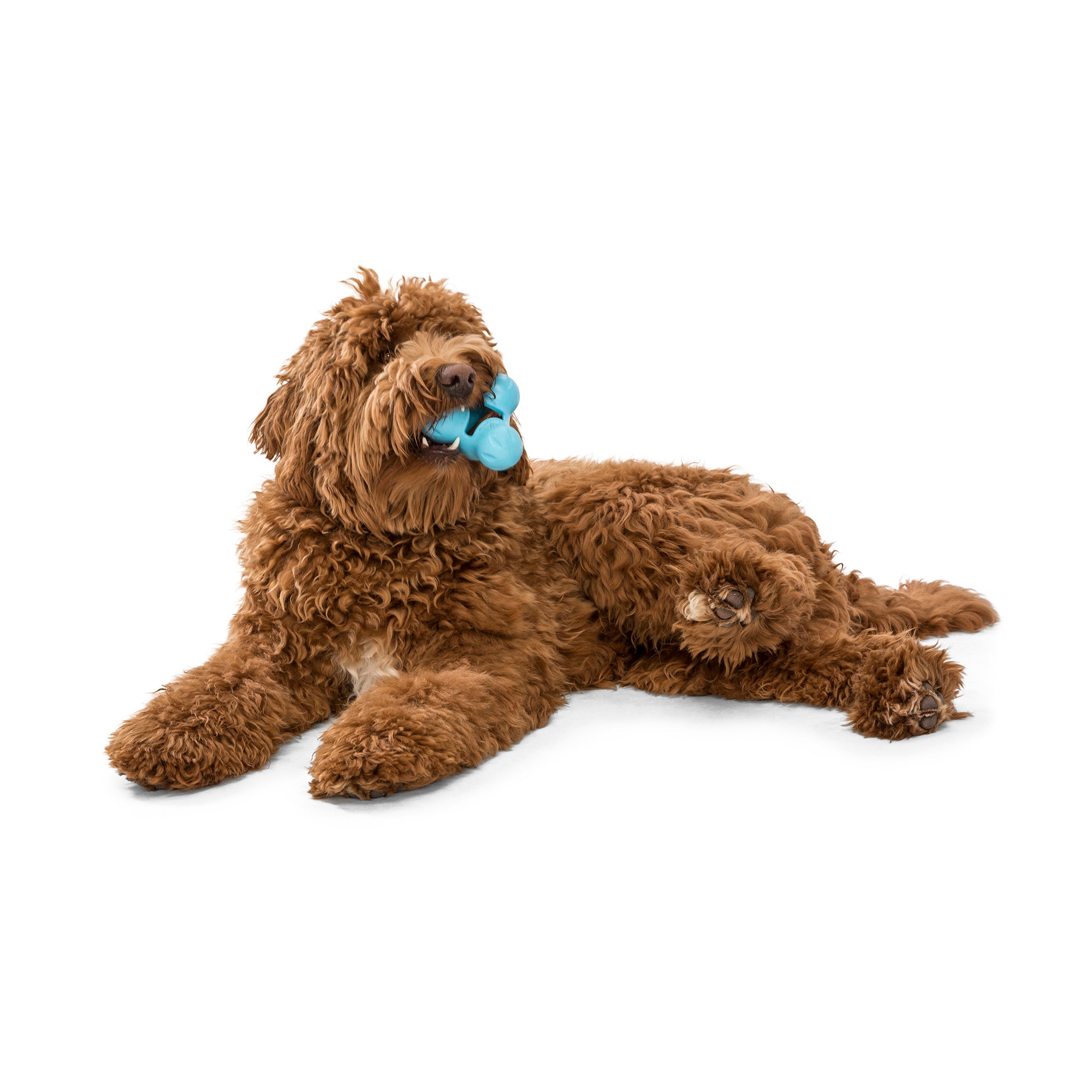Esmoquin West Paw