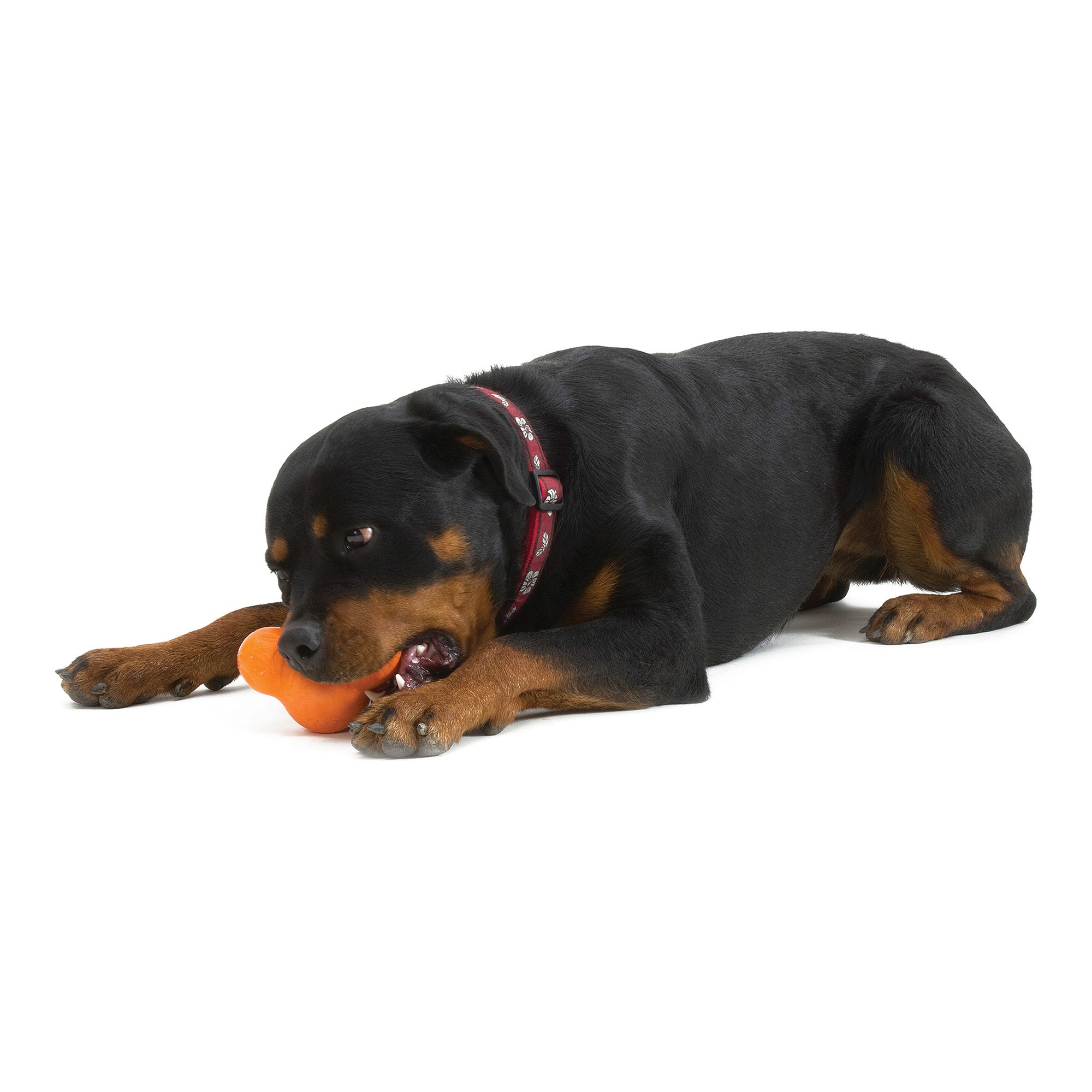 Esmoquin West Paw