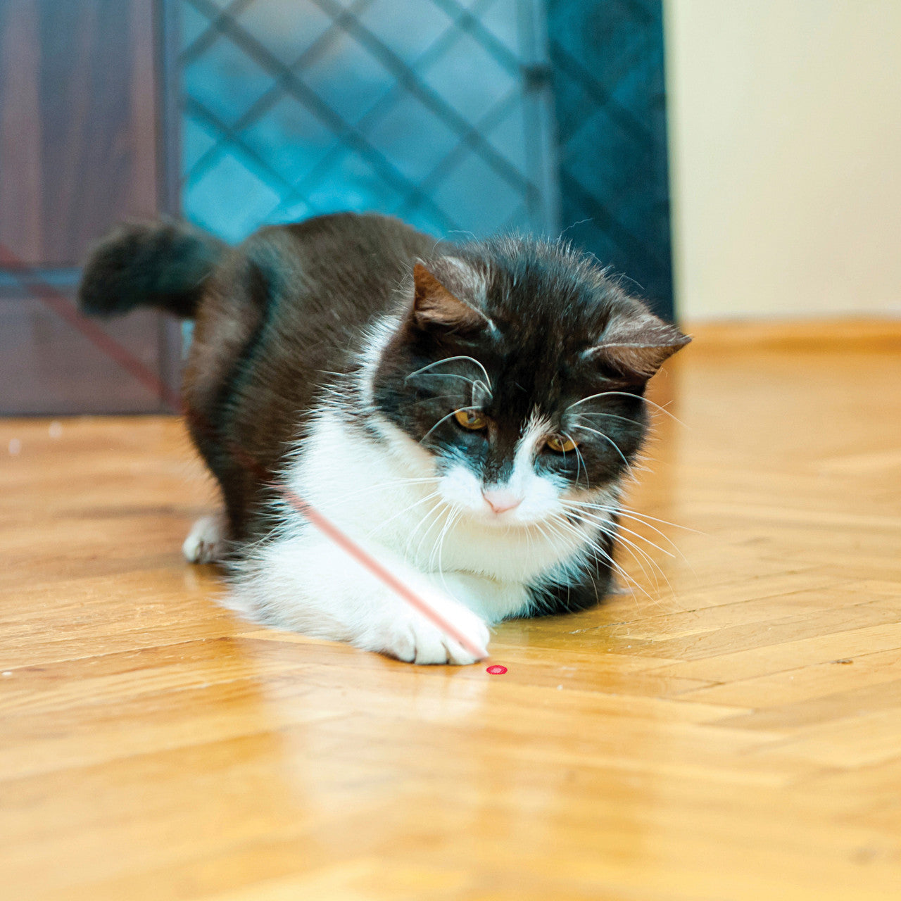 Kong Cat Laser Pointer