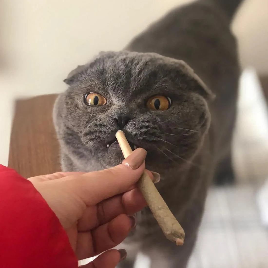 Catnibas® King Size Meowy J's