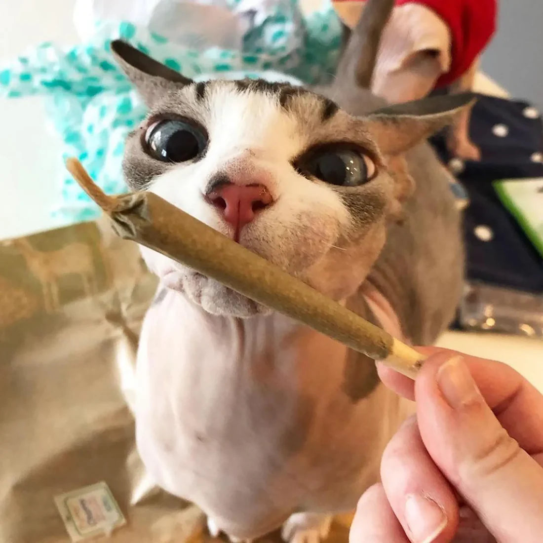 Catnibas® King Size Meowy J's