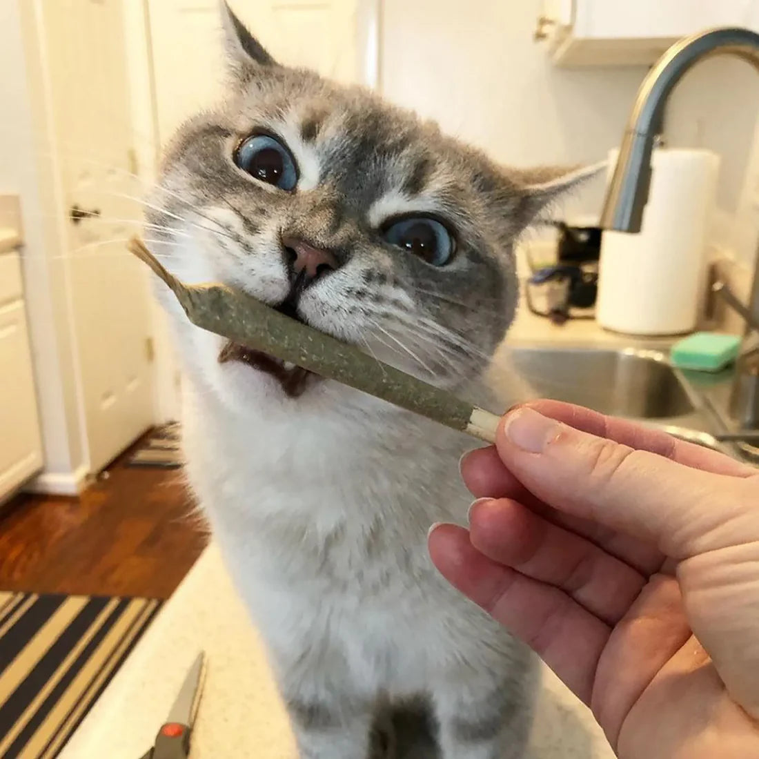 Catnibas® King Size Meowy J's