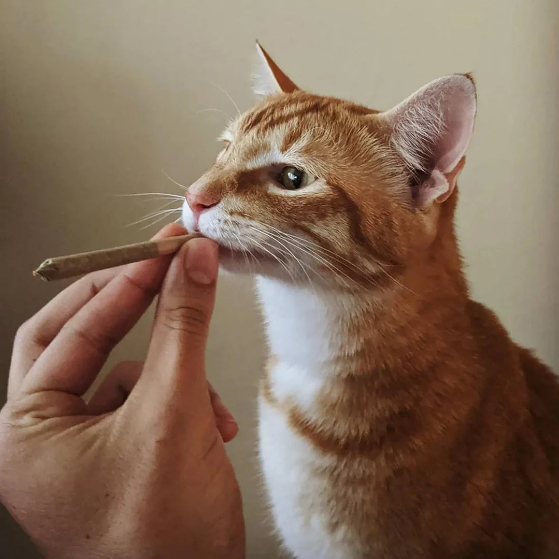 Catnibas® King Size Meowy J's