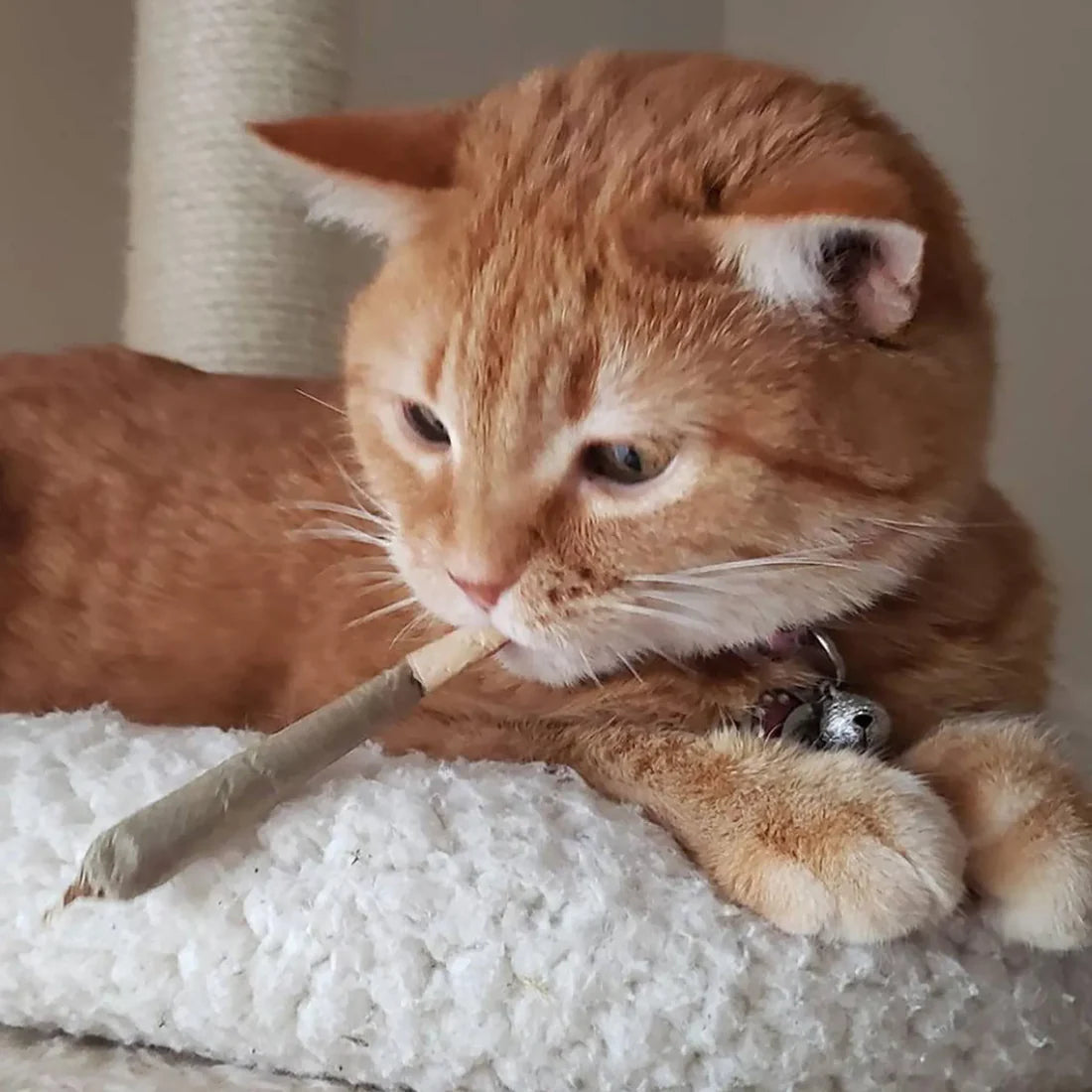 Catnibas® King Size Meowy J's