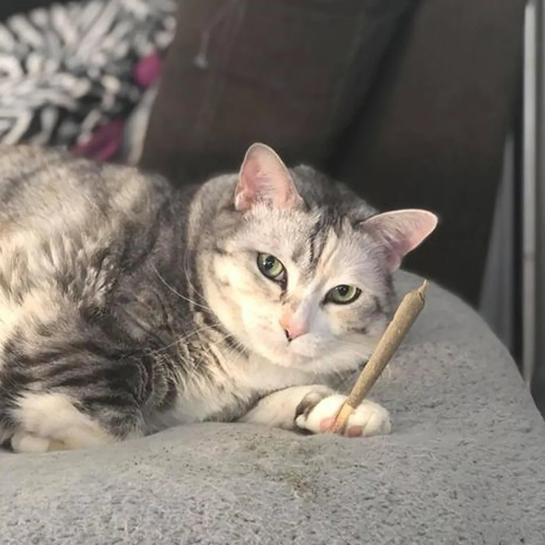 Catnibas® King Size Meowy J's