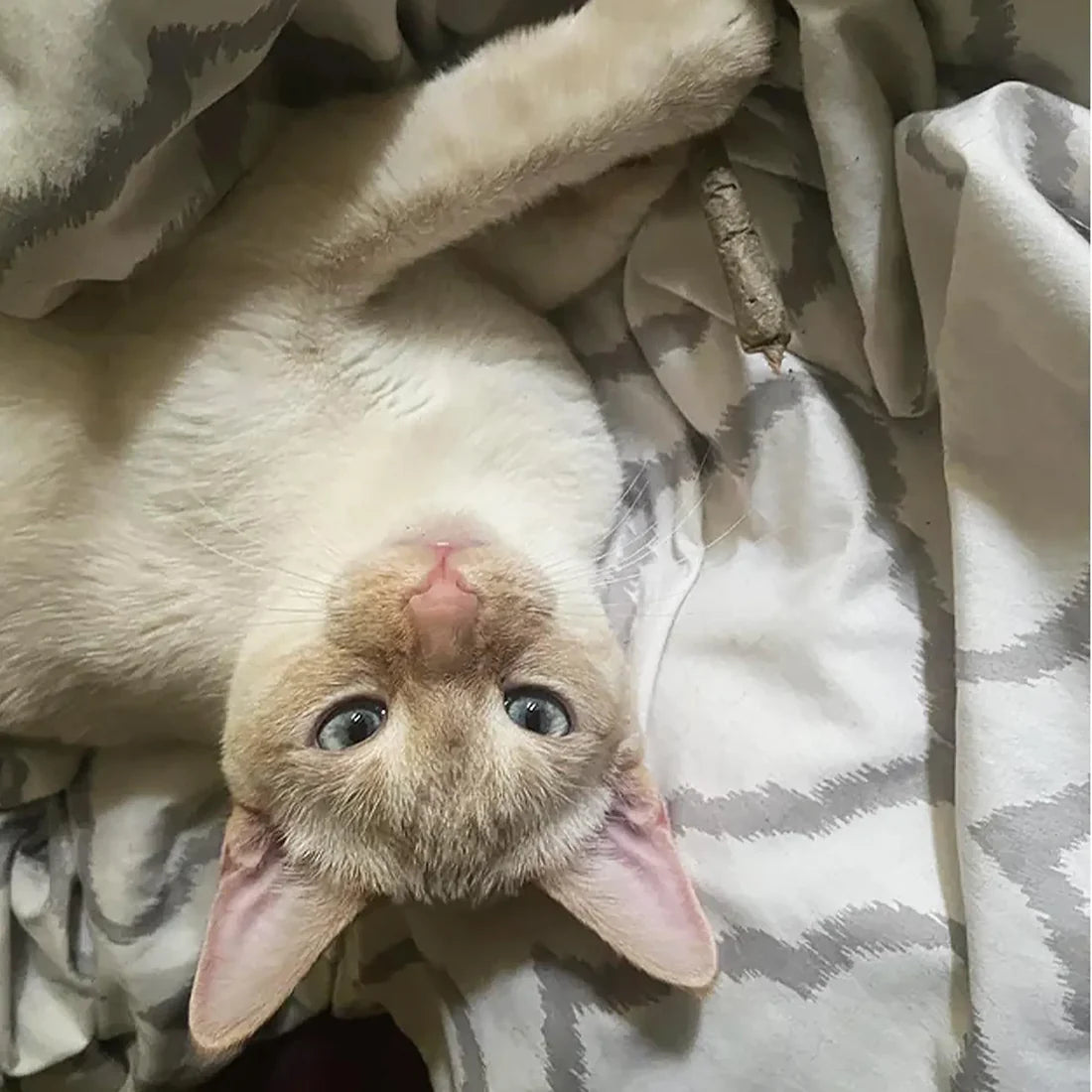 Catnibas® King Size Meowy J's