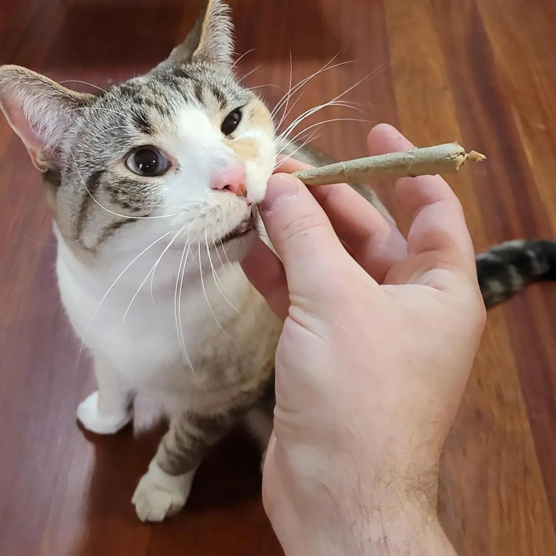 Catnibas® King Size Meowy J's