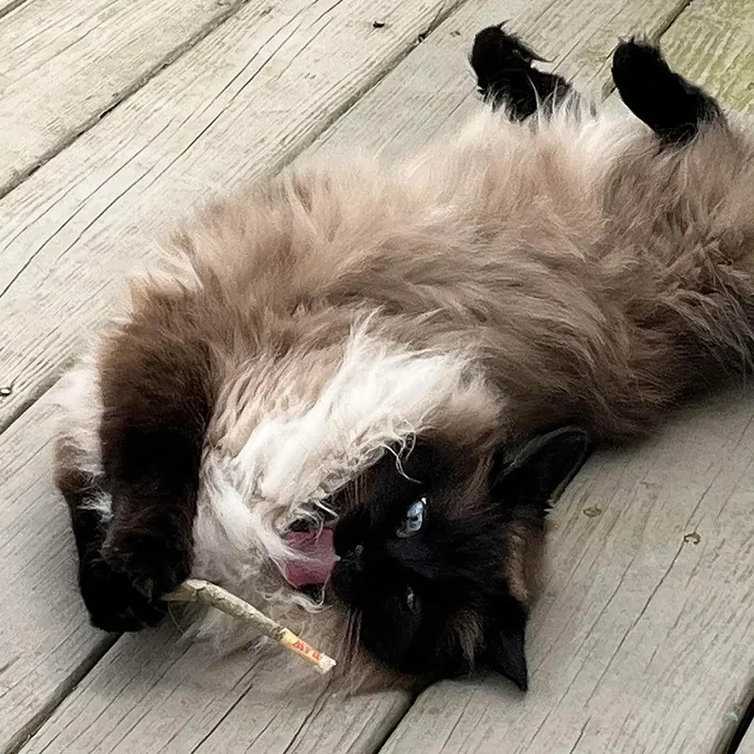 Catnibas® King Size Meowy J's