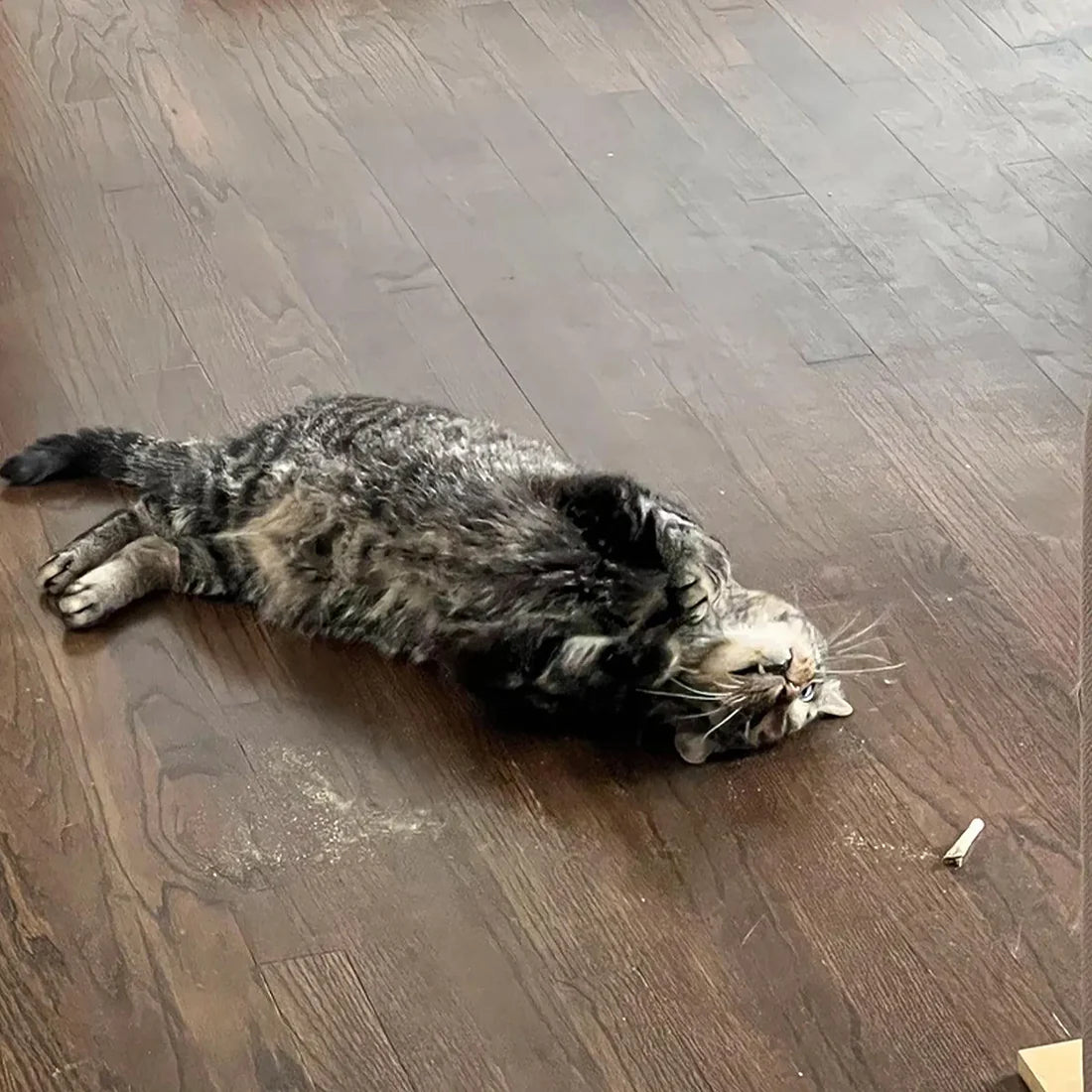 Catnibas® King Size Meowy J's