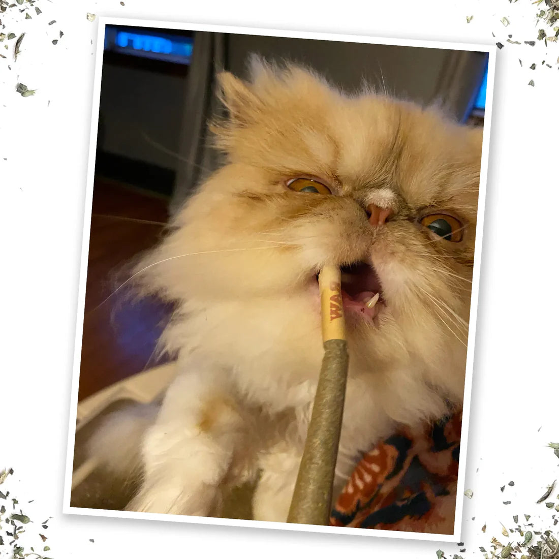 Catnibas® King Size Meowy J's