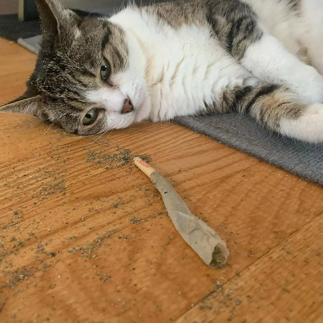 Catnibas® King Size Meowy J's