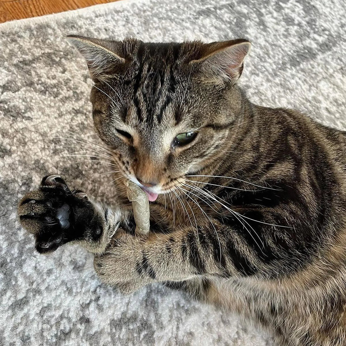 Catnibas® King Size Meowy J's