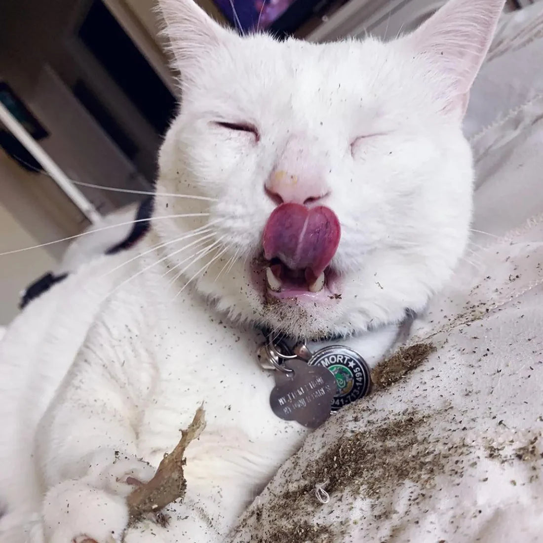 Catnibas® King Size Meowy J's