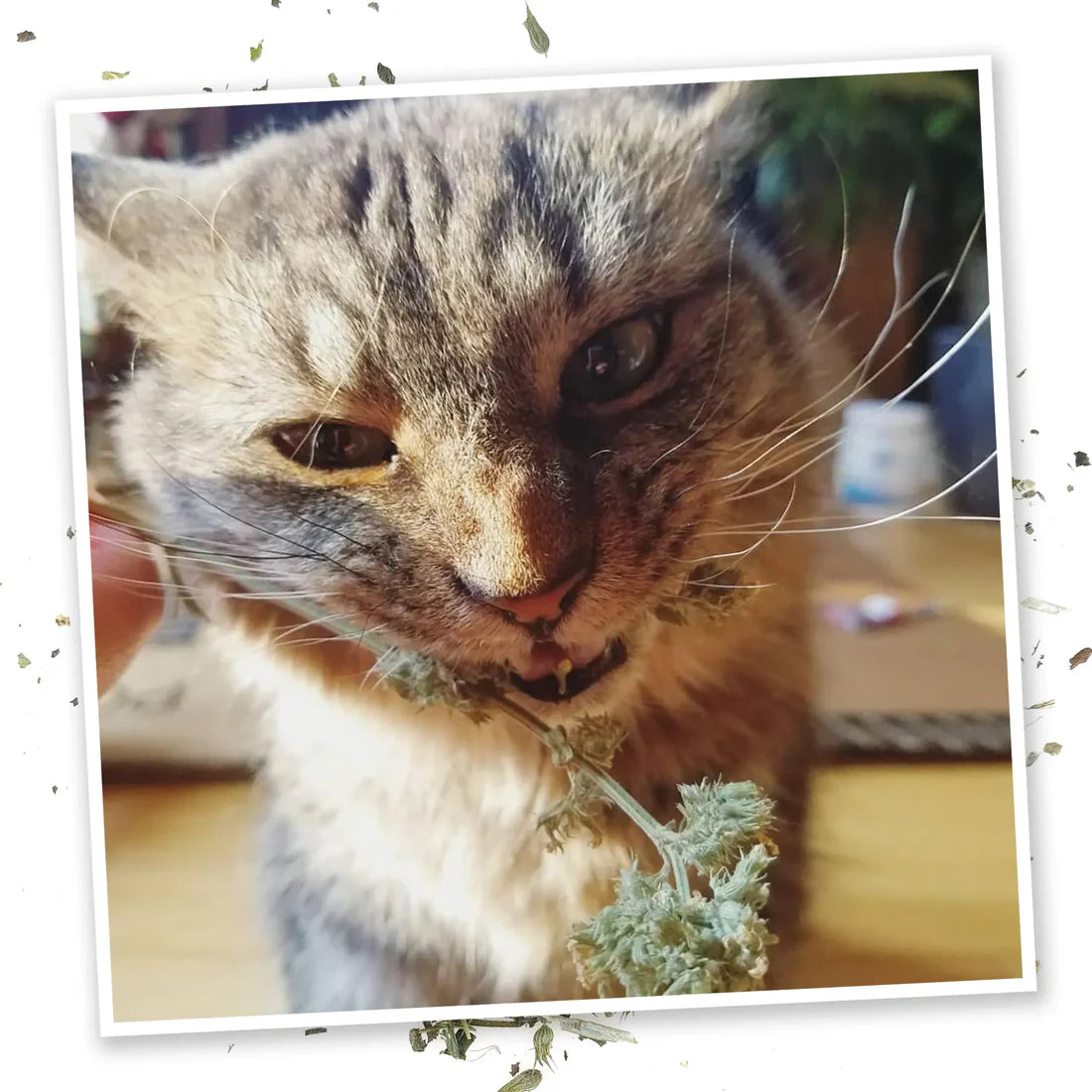 Grand Daddy Purr Catnip Buds