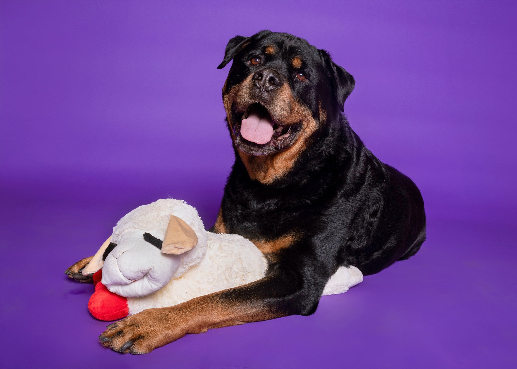 Lamb Chop®
