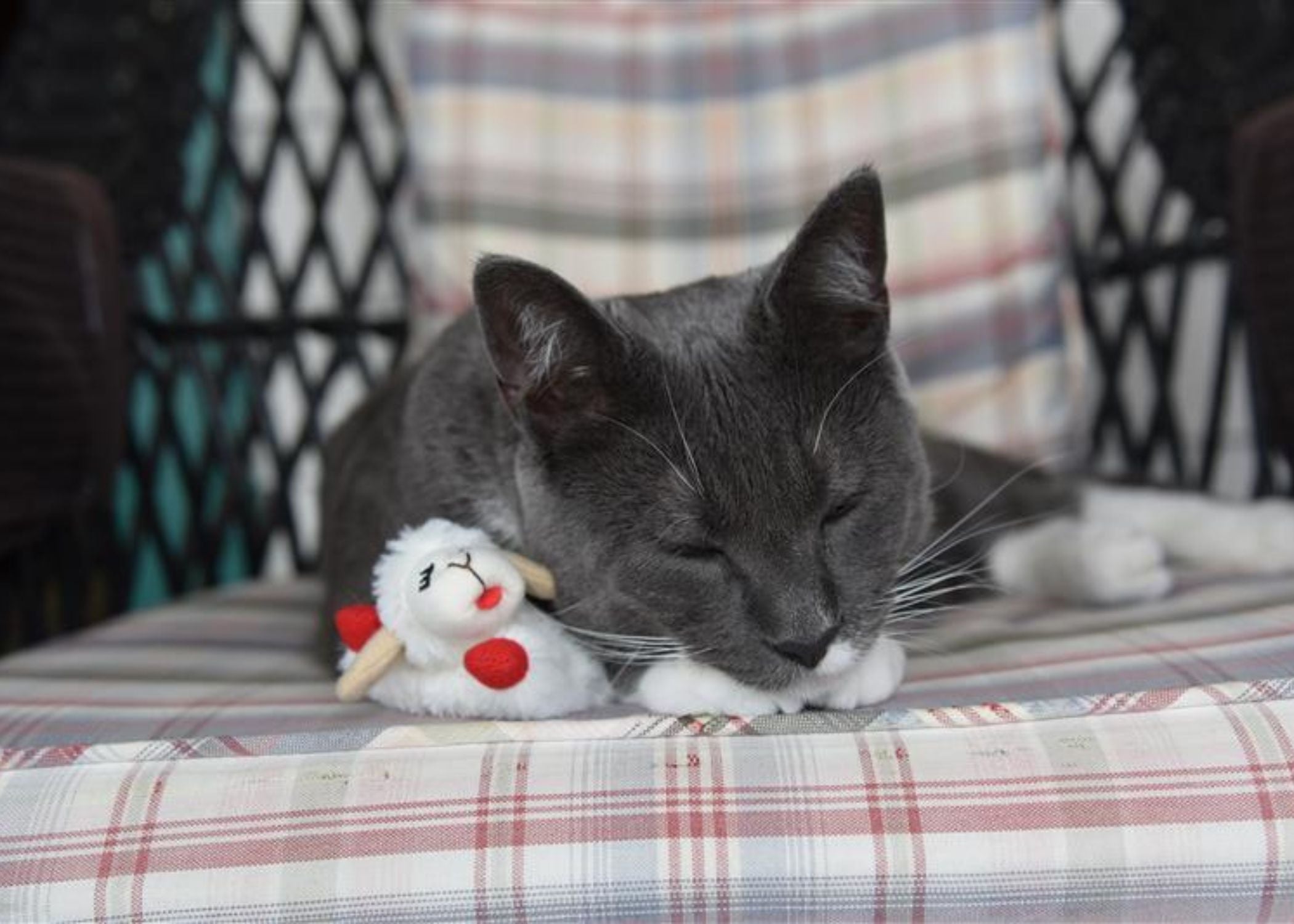 Lamb Chop® Cat Toy 4"