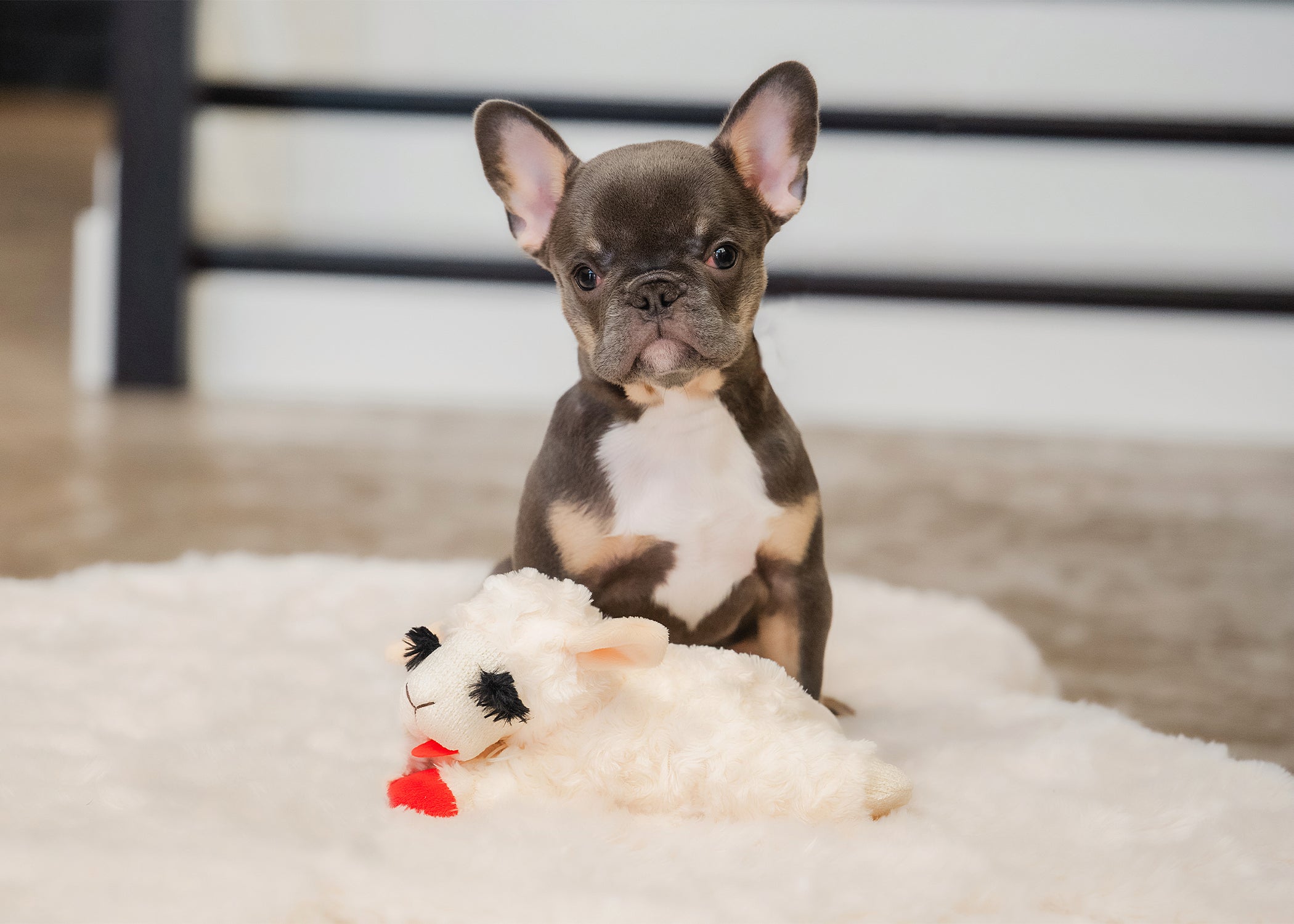 Lamb Chop®