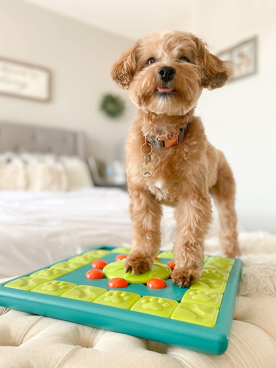 Outward Hound MultiPuzzle Interactive