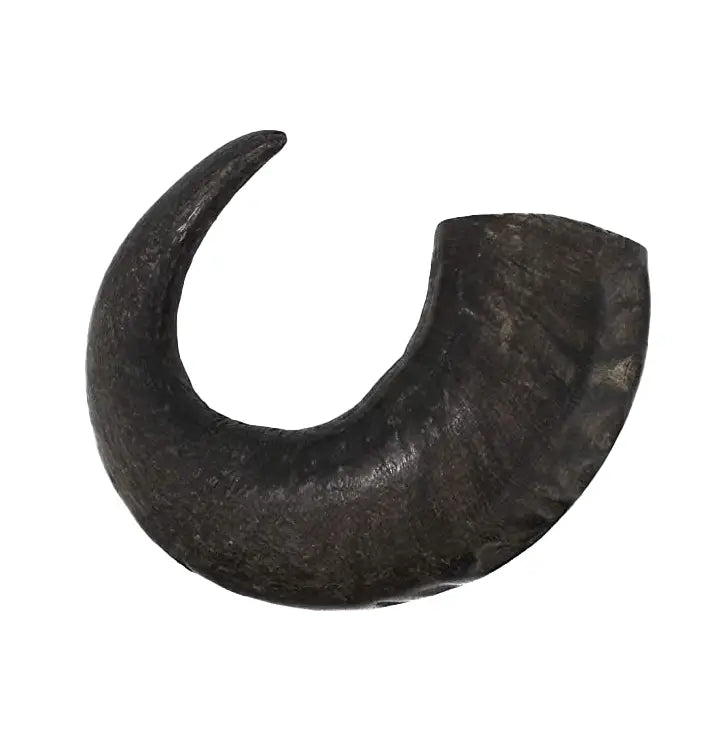 Premium Water Buffalo Horns