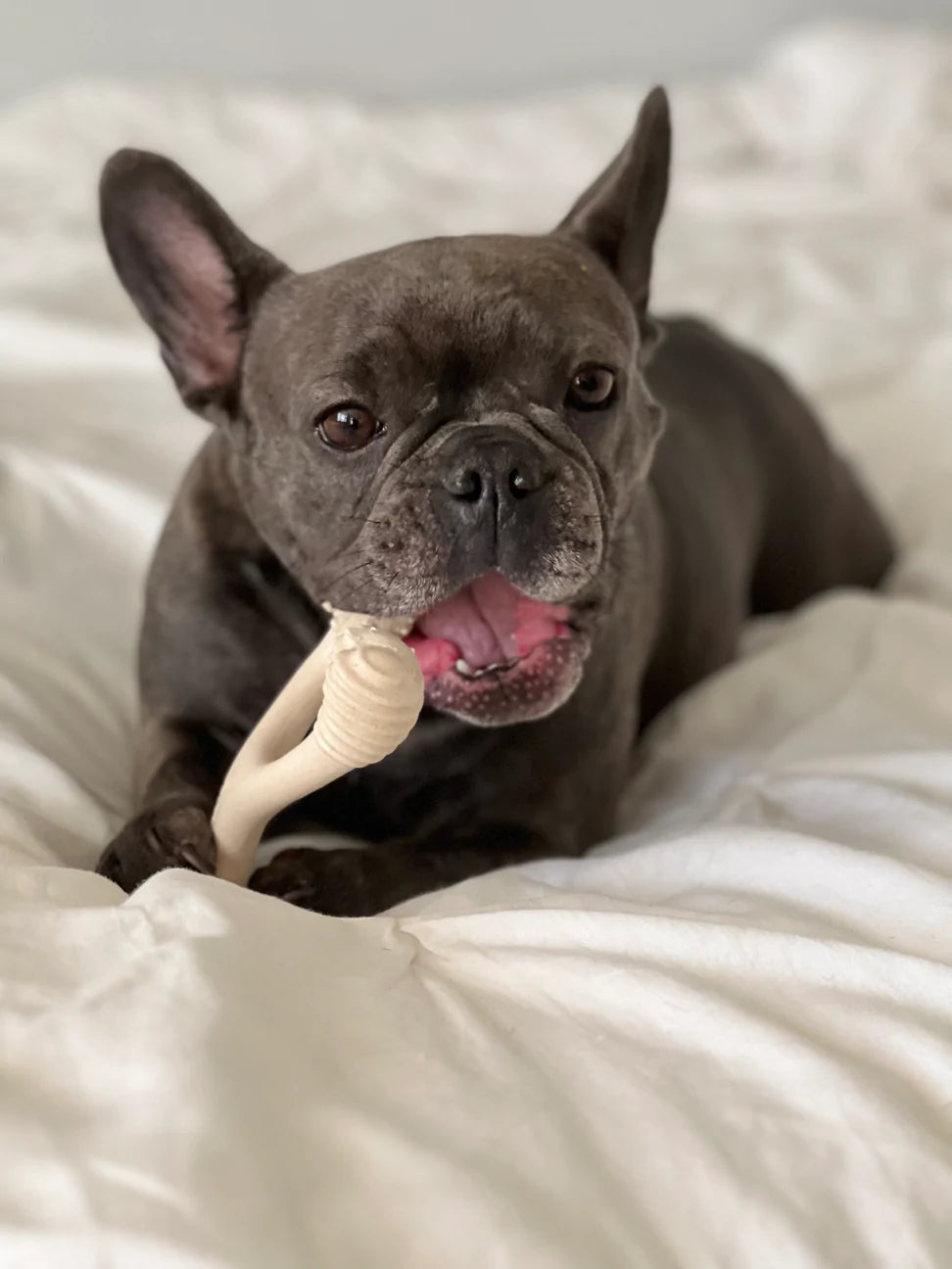 Pequeño Original BetterBone