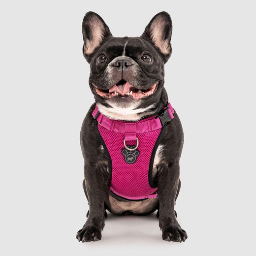 Canada Pooch The Everything Harness - Pink