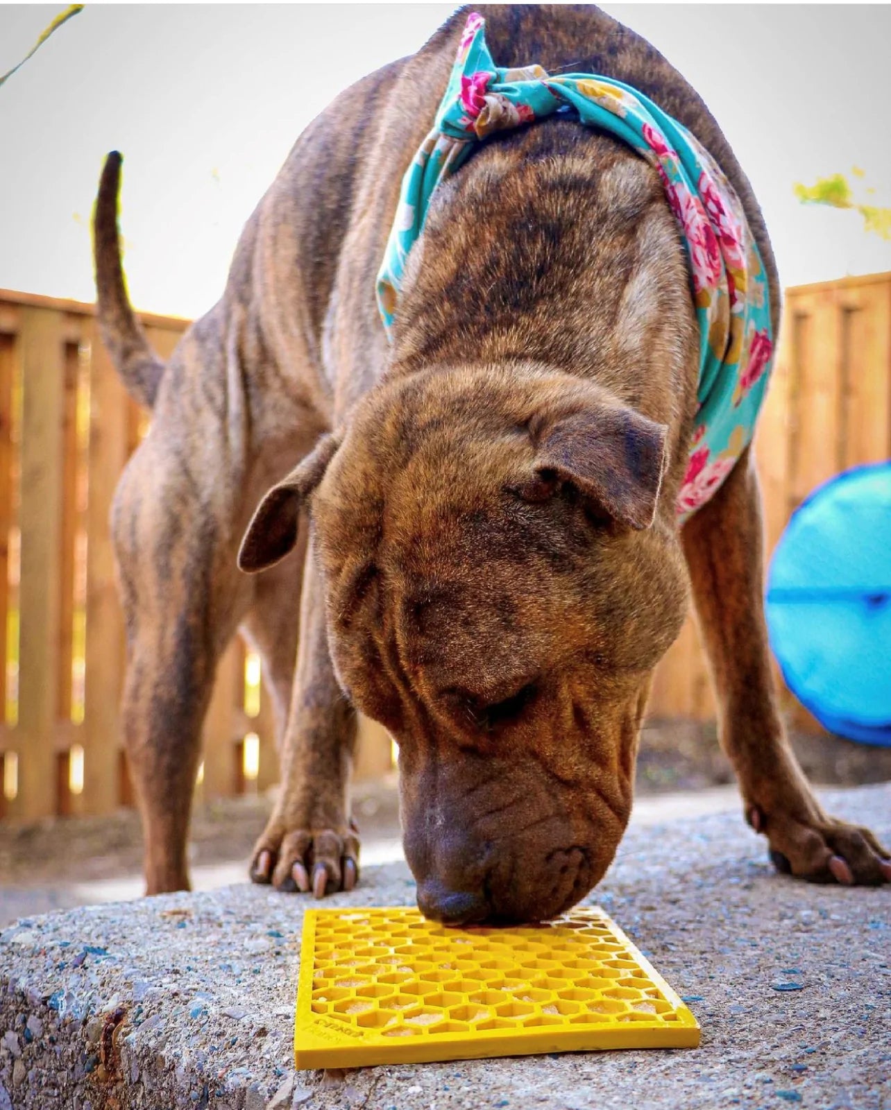 SodaPup Lick Mat Honeycomb Design