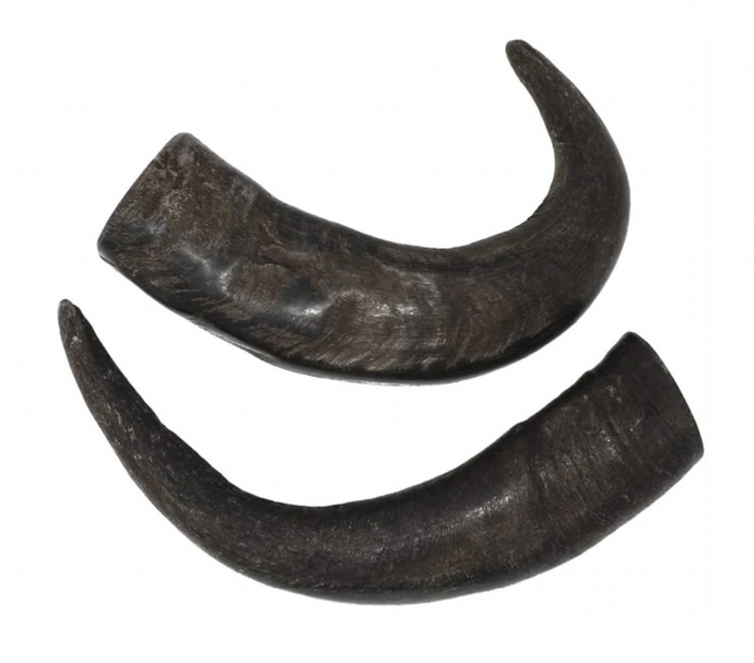 Premium Water Buffalo Horns