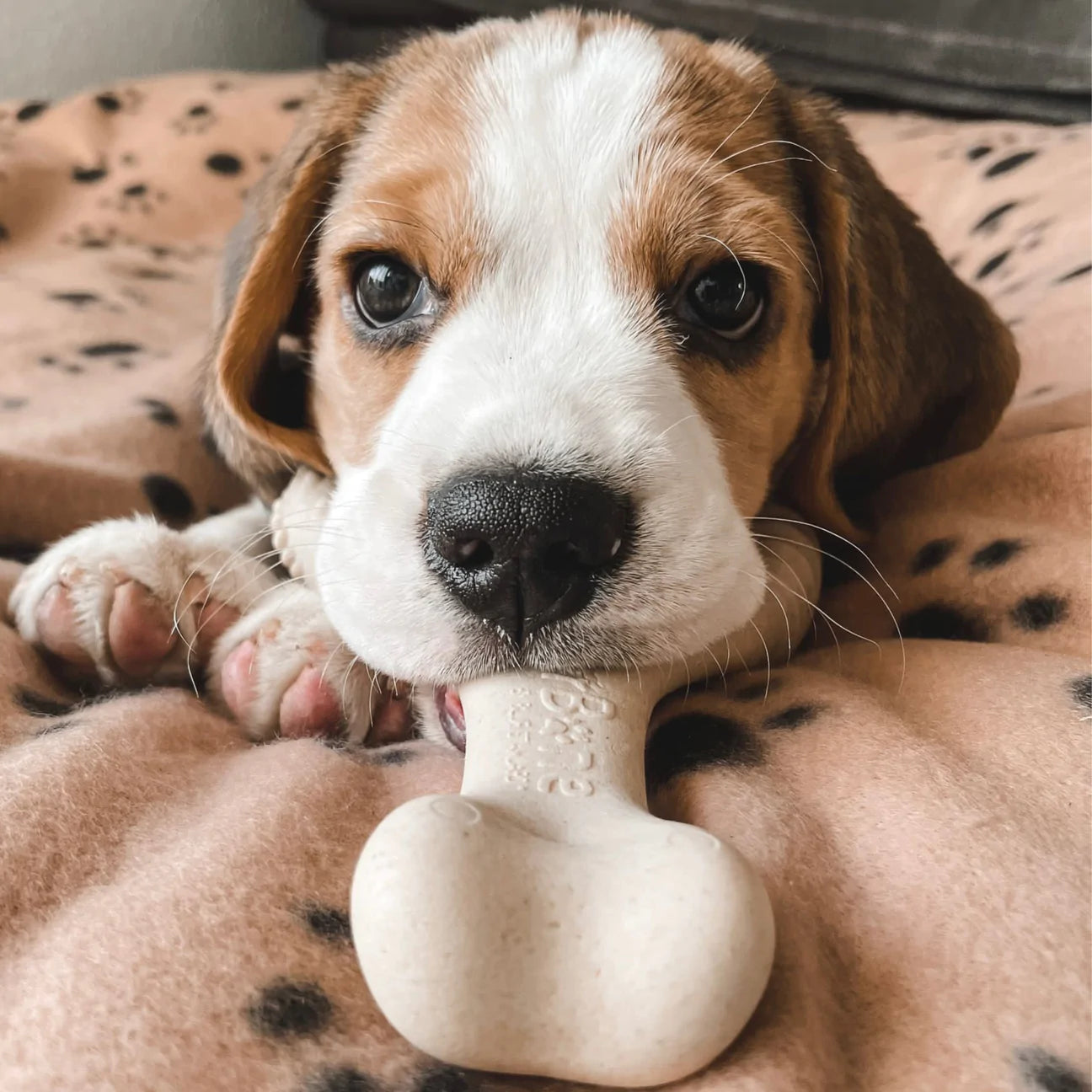 Pequeño Original BetterBone