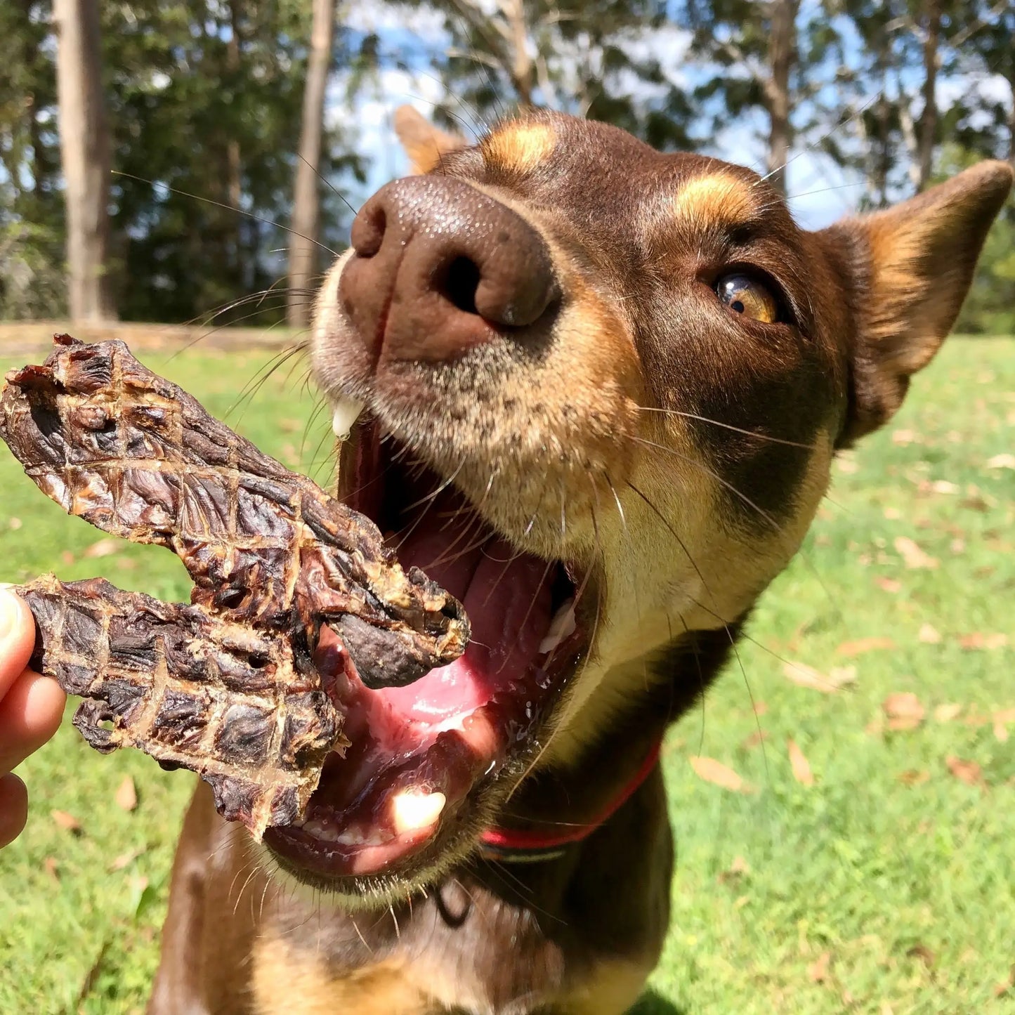 STOP! Jerky Time! Kangaroo Jerky 200g